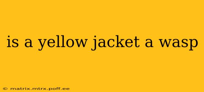is a yellow jacket a wasp