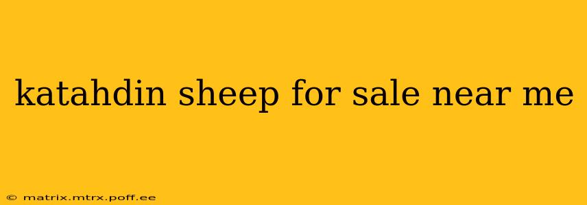 katahdin sheep for sale near me