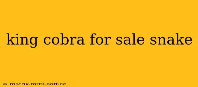 king cobra for sale snake