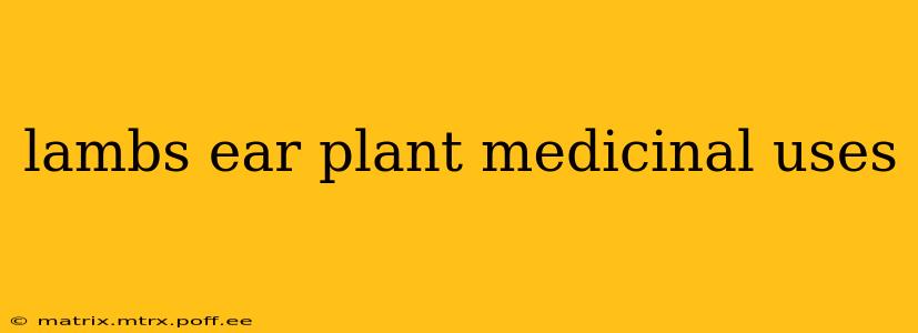 lambs ear plant medicinal uses