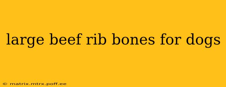 large beef rib bones for dogs