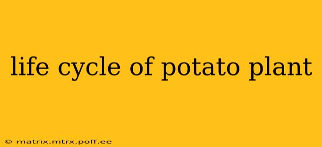 life cycle of potato plant