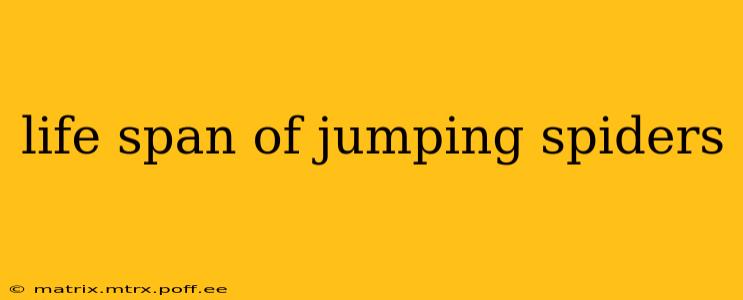 life span of jumping spiders