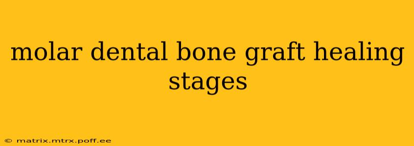 molar dental bone graft healing stages
