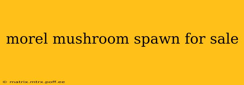 morel mushroom spawn for sale