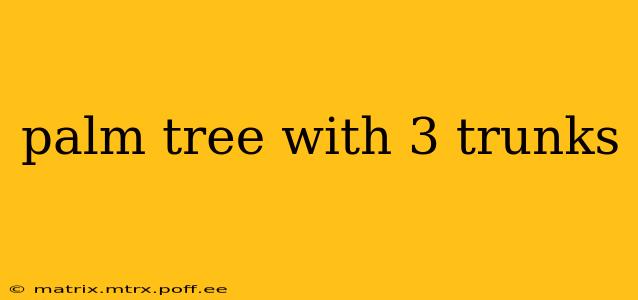 palm tree with 3 trunks