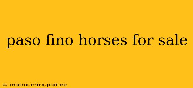 paso fino horses for sale