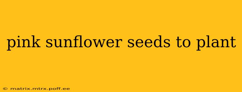pink sunflower seeds to plant