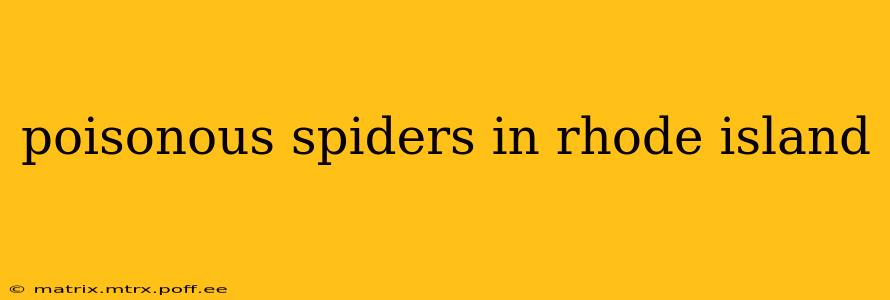 poisonous spiders in rhode island