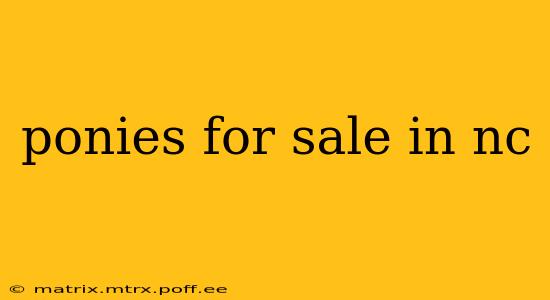 ponies for sale in nc