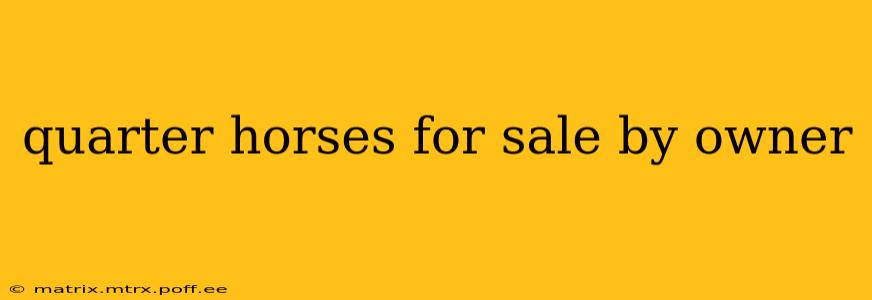 quarter horses for sale by owner