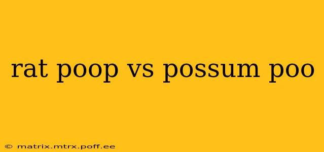 rat poop vs possum poo