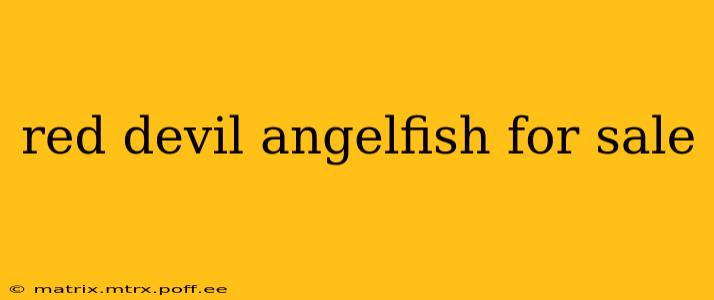 red devil angelfish for sale