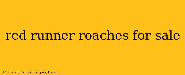 red runner roaches for sale