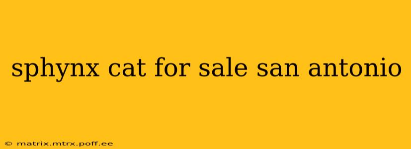 sphynx cat for sale san antonio