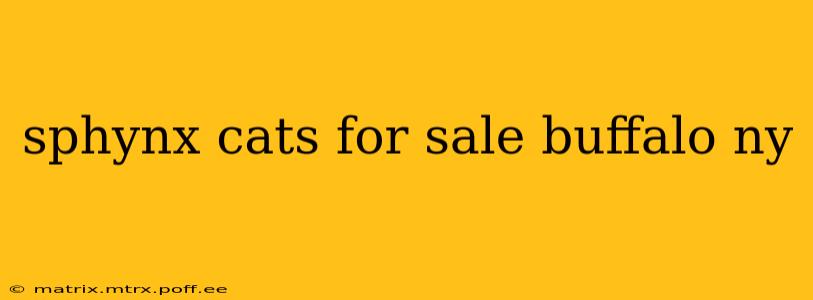 sphynx cats for sale buffalo ny