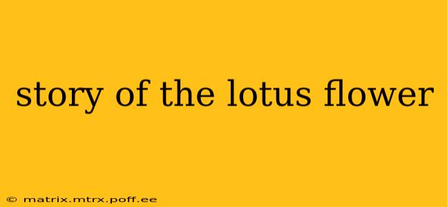 story of the lotus flower