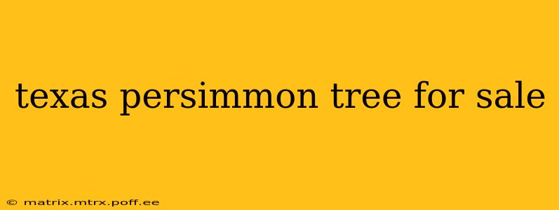 texas persimmon tree for sale