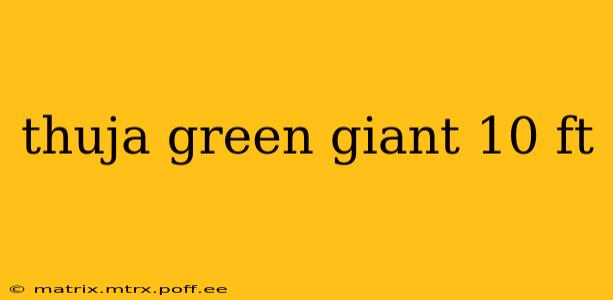 thuja green giant 10 ft