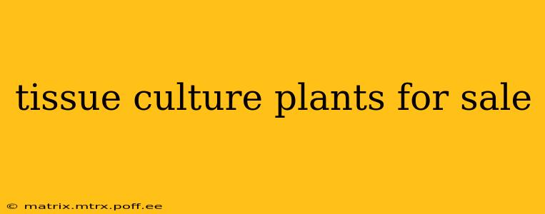 tissue culture plants for sale