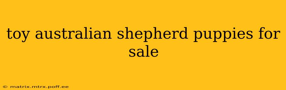 toy australian shepherd puppies for sale