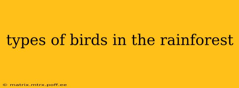 types of birds in the rainforest