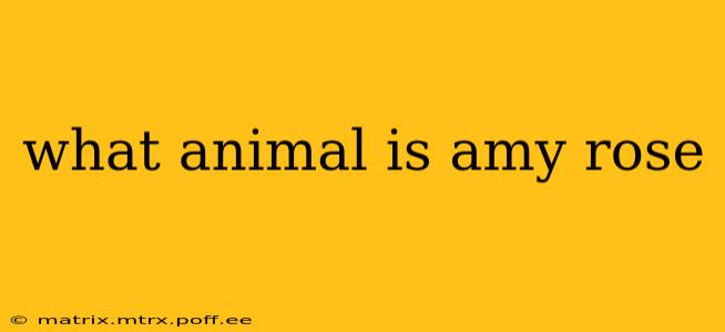 what animal is amy rose