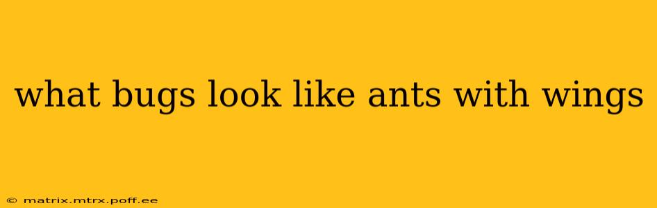 what bugs look like ants with wings