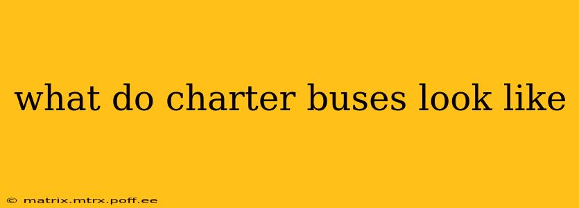 what do charter buses look like