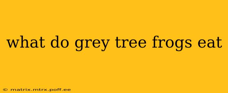 what do grey tree frogs eat
