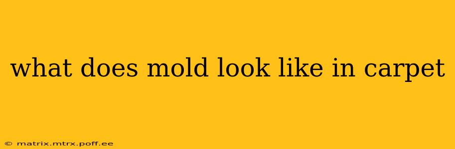 what does mold look like in carpet