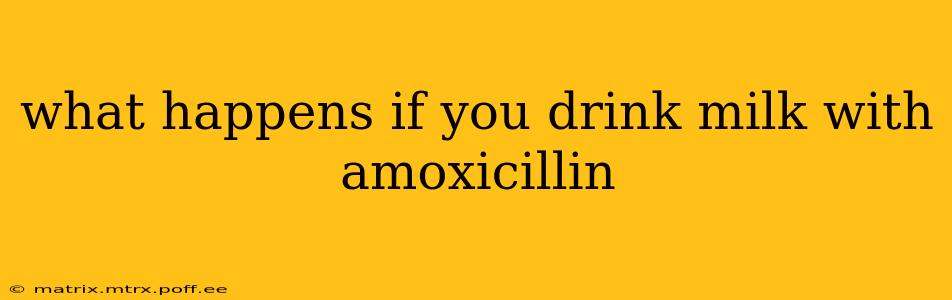 what happens if you drink milk with amoxicillin