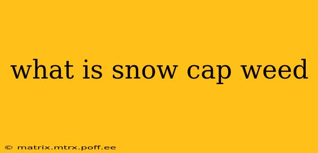 what is snow cap weed