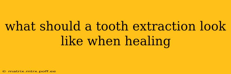 what should a tooth extraction look like when healing