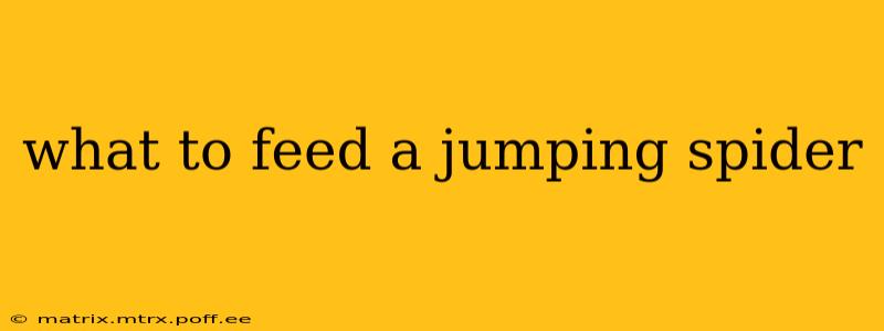 what to feed a jumping spider