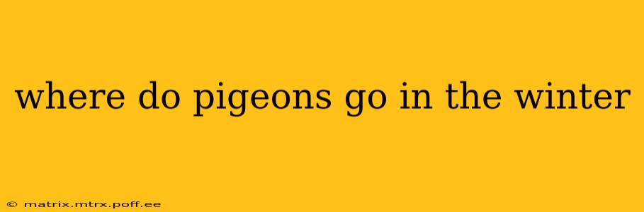 where do pigeons go in the winter