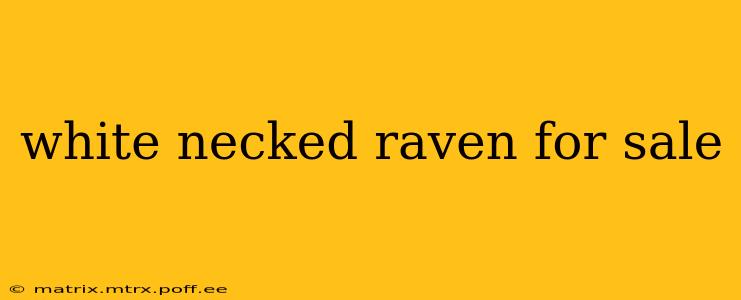 white necked raven for sale