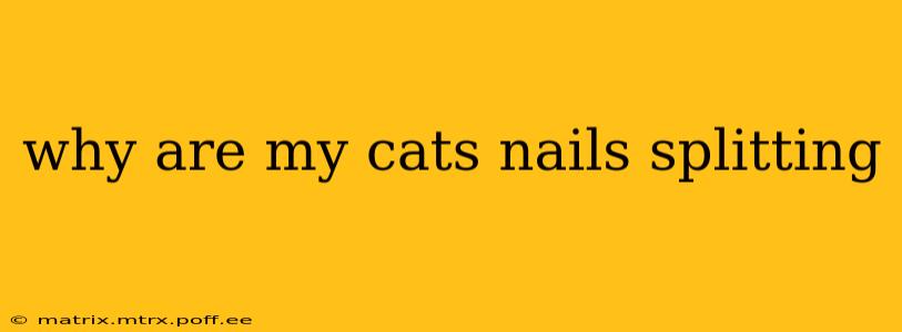 why are my cats nails splitting