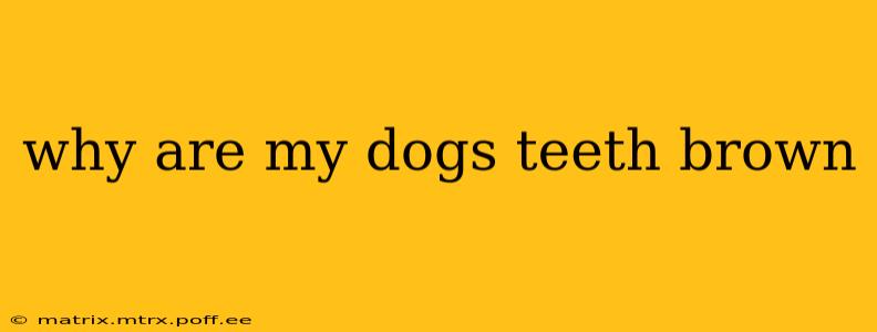 why are my dogs teeth brown