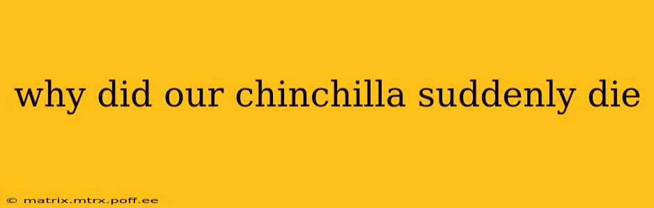 why did our chinchilla suddenly die