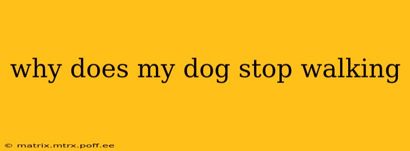 why does my dog stop walking