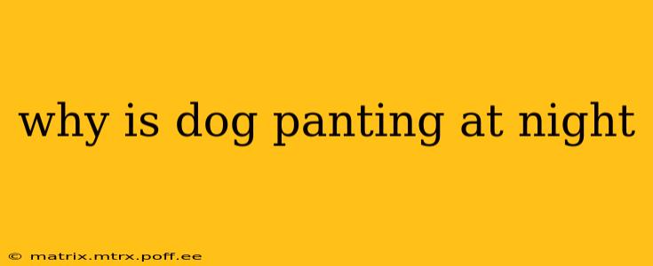 why is dog panting at night