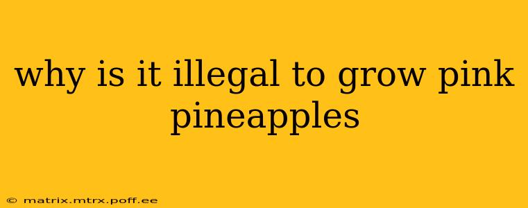 why is it illegal to grow pink pineapples