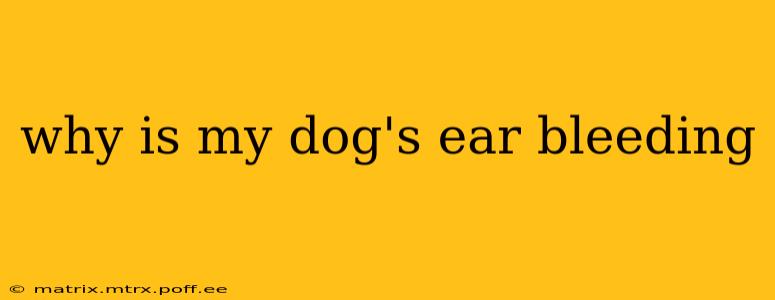 why is my dog's ear bleeding