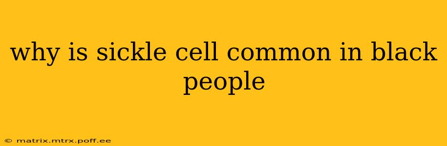 why is sickle cell common in black people