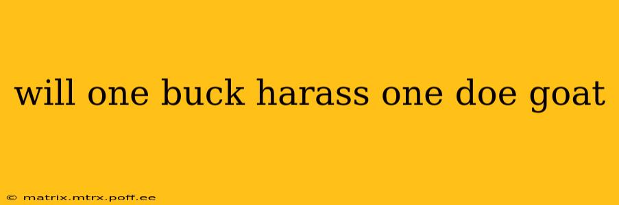will one buck harass one doe goat